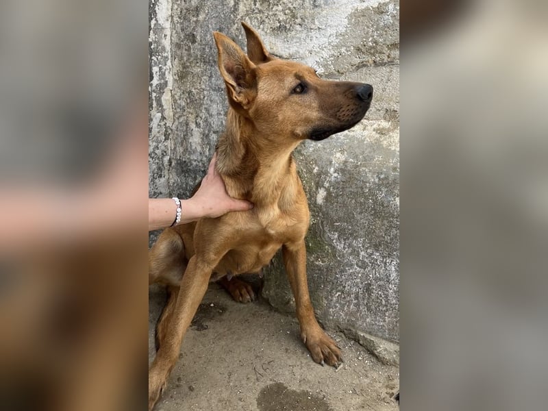 Zella, geb. ca. 03/2023, lebt auf einer Pflegestelle in 47638 Straelen