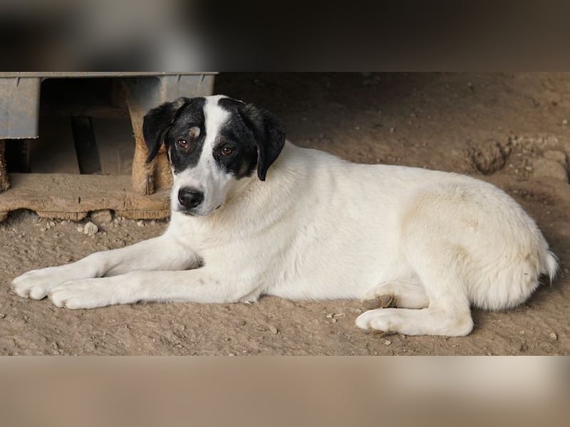 Thundery, geb. ca. 11/2022, lebt in GRIECHENLAND, im städt. Tierheim Serres