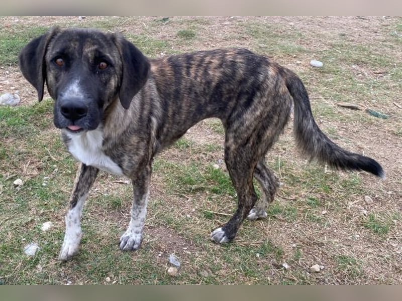 Tenera, geb. ca. 10/2024, lebt in GRIECHENLAND, im städt. Tierheim Serres