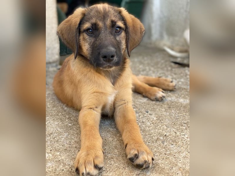 Maverick, geb. ca. 07/2025, lebt in GRIECHENLAND, im städt. Tierheim Serres