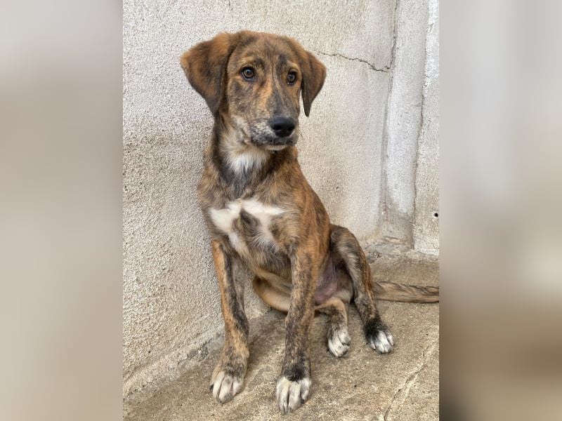 Fiyero, geb. ca. 07/2025, lebt in GRIECHENLAND, im städt. Tierheim Serres