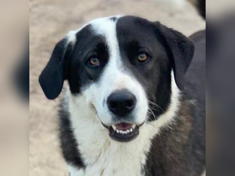 Aquata, geb. ca. 01/2023, lebt in GRIECHENLAND, im städt. Tierheim Serres