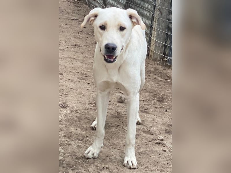 Miguel, geb. ca. 08/2024, lebt in GRIECHENLAND, im städt. Tierheim Serres Miguel, geb. ca. 08/2024, lebt in GRIECHENLAND, im städt. Tierheim Serres