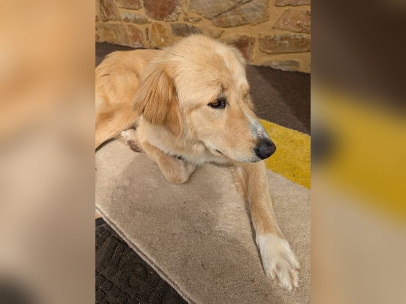 Luma, geb. ca. 12/2023, lebt in GRIECHENLAND, auf einer privaten Pflegestelle