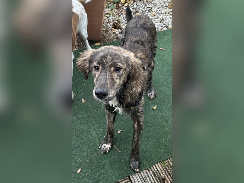 Kaya, geb. ca. 05/2025, lebt auf einer Pflegestelle in 95168 Marktleuthen