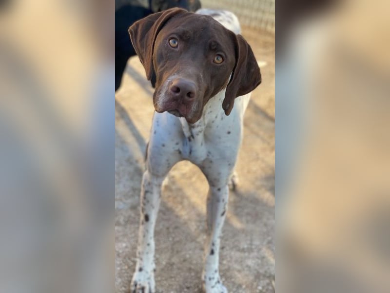 Areno, geb. ca. 08/2024, lebt in GRIECHENLAND, auf einer privaten Pflegestelle