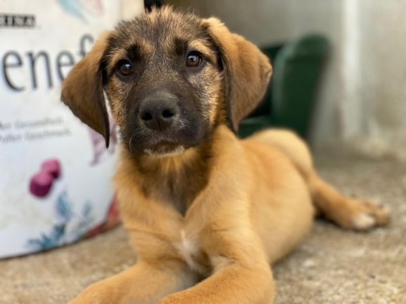 Maverick, geb. ca. 07/2025, lebt in GRIECHENLAND, im städt. Tierheim Serres