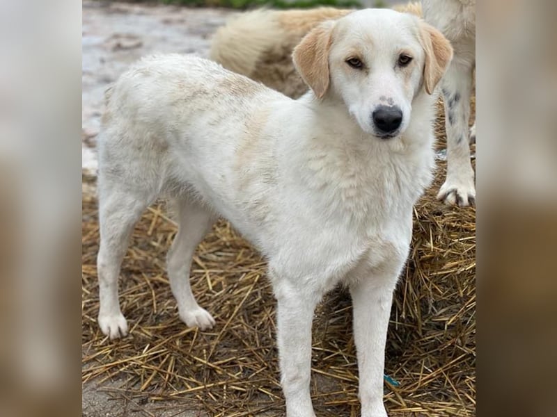 Nami, geb. ca. 12/2019, lebt in GRIECHENLAND, im städt. Tierheim Serres