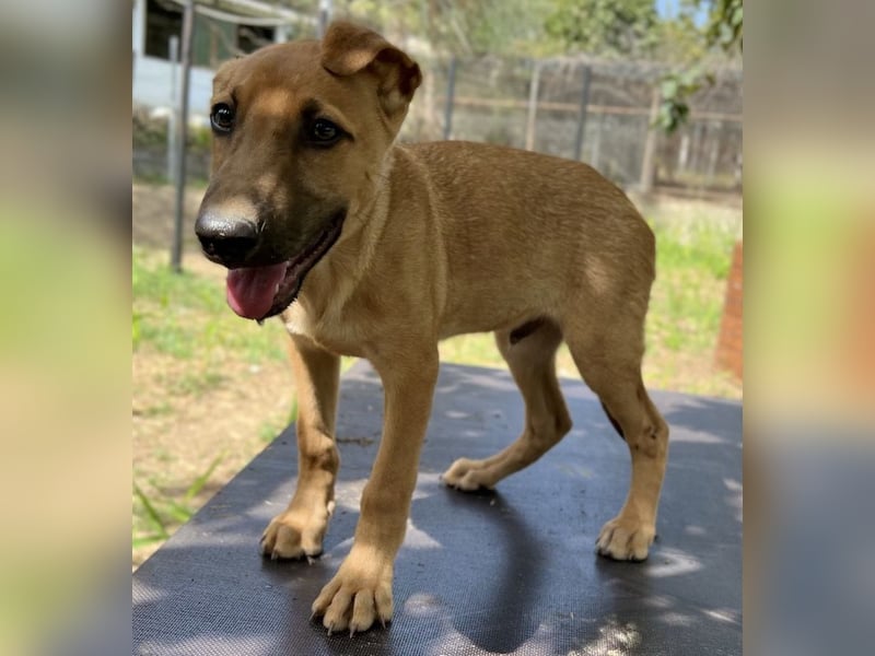 Jamie, geb. ca. 06/2022, lebt in GRIECHENLAND, auf einer privaten Pflegestelle