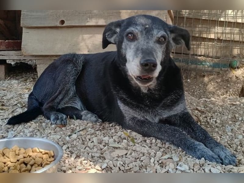 Lilika, geb. ca. 06/2015, lebt in GRIECHENLAND, auf einer privaten Pflegestelle