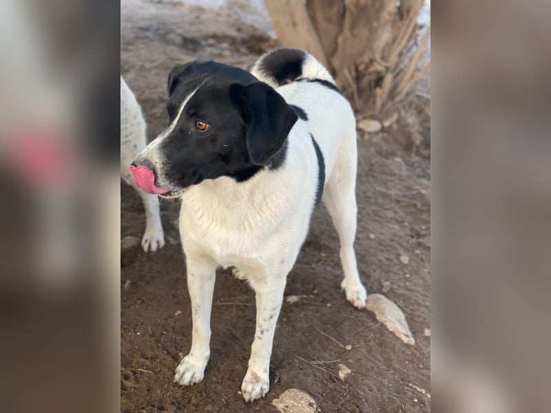 Grecco, geb. ca. 11/2022, lebt in GRIECHENLAND, im städt. Tierheim Serres