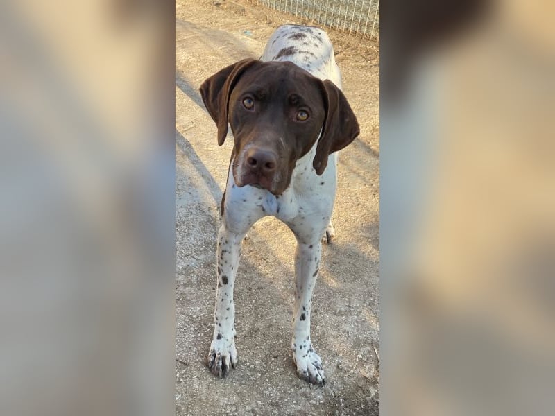 Areno, geb. ca. 08/2024, lebt in GRIECHENLAND, auf einer privaten Pflegestelle