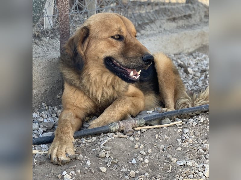 Kerchak, geb. ca. 07/2021, lebt in GRIECHENLAND, im städt. Tierheim Serres