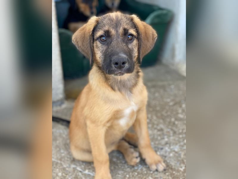 Maverick, geb. ca. 07/2025, lebt in GRIECHENLAND, im städt. Tierheim Serres