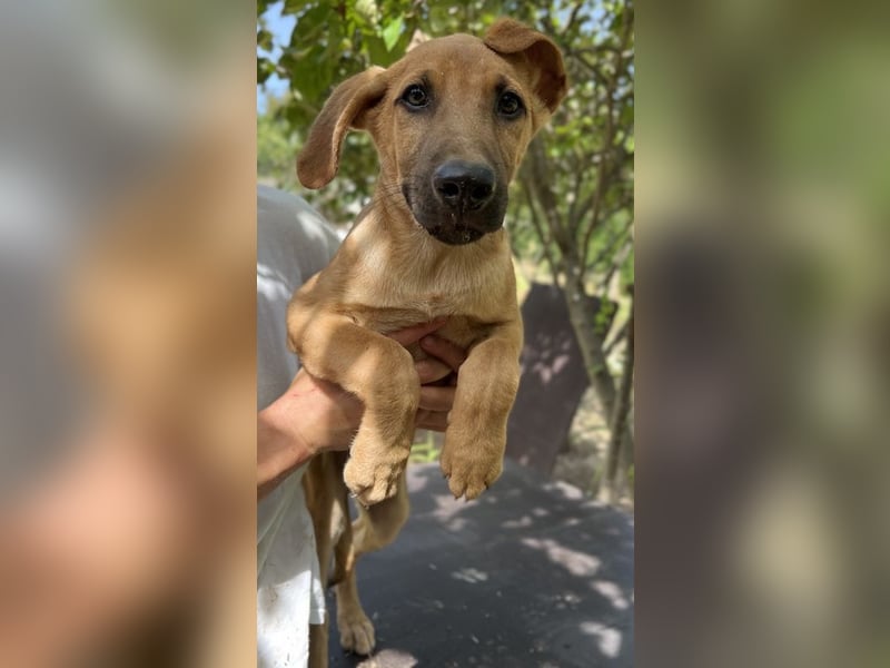 Jamie, geb. ca. 06/2022, lebt in GRIECHENLAND, auf einer privaten Pflegestelle