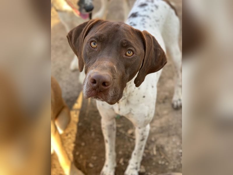 Areno, geb. ca. 08/2024, lebt in GRIECHENLAND, auf einer privaten Pflegestelle