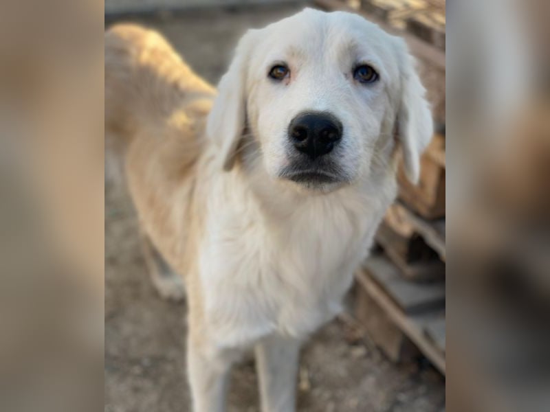 Havoc, geb. ca. 03/2025, lebt in GRIECHENLAND, auf einer privaten Pflegestelle