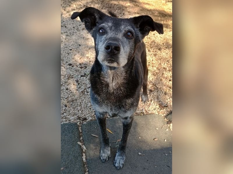 Lilika, geb. ca. 06/2015, lebt in GRIECHENLAND, auf einer privaten Pflegestelle