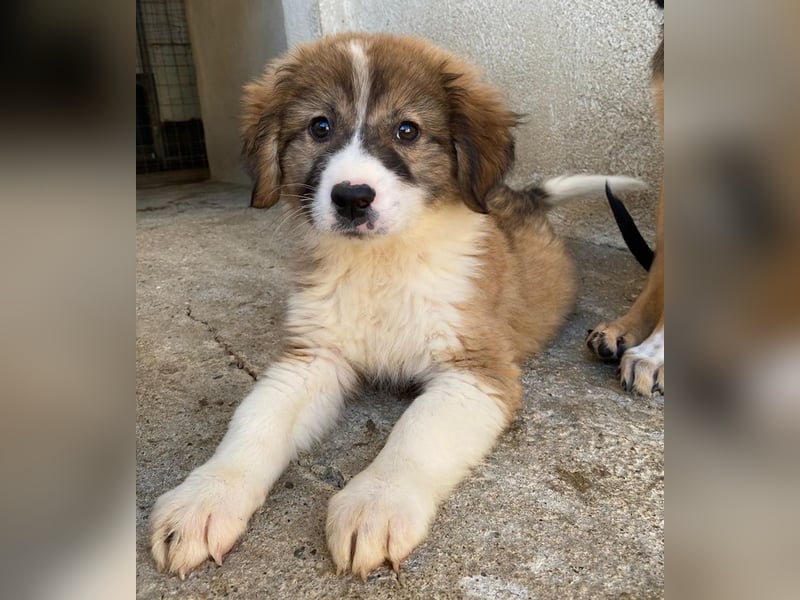 Suvi, geb. ca. 08/2025, lebt in GRIECHENLAND, im städt. Tierheim Serres