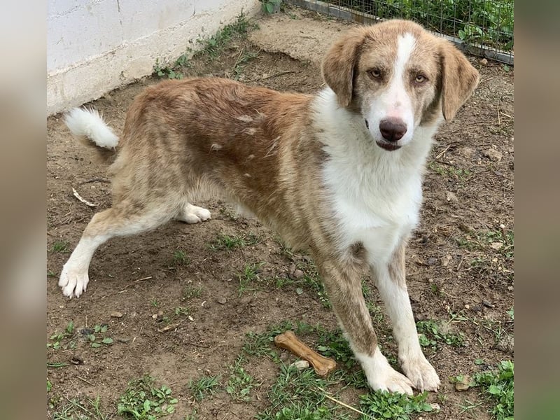 Baruso, geb. ca. 05/2020, lebt in GRIECHENLAND, auf einer privaten Pflegestelle