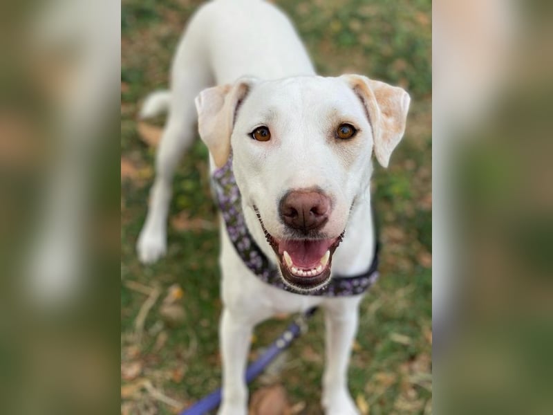 Janna, geb. ca. 10/2019, lebt in GRIECHENLAND, auf einer privaten Pflegestelle Janna, geb. ca. 10/2019, lebt in GRIECHENLAND, auf einer privaten Pflegestelle