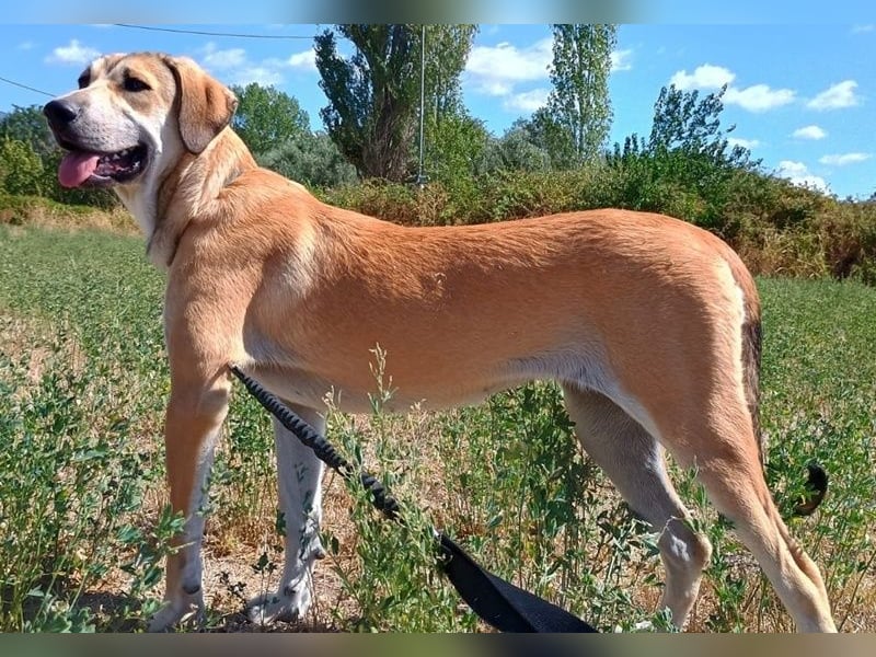 Angeliki, geb. ca. 12/2024, lebt in GRIECHENLAND, auf einer privaten Pflegestelle