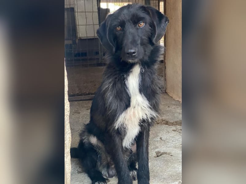 Erebus, geb. ca. 01/2025, lebt in GRIECHENLAND, im städt. Tierheim Serres