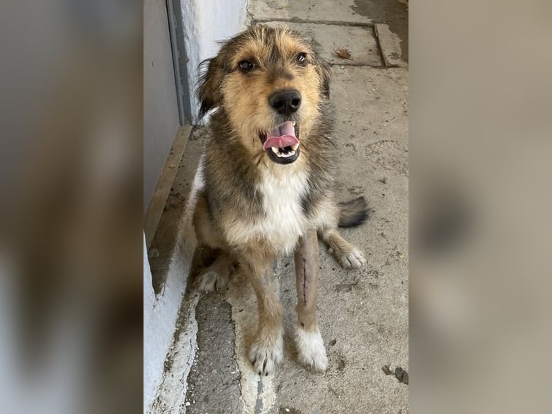 Flóki, geb. ca. 11/2023, lebt in GRIECHENLAND, auf einer privaten Pflegestelle