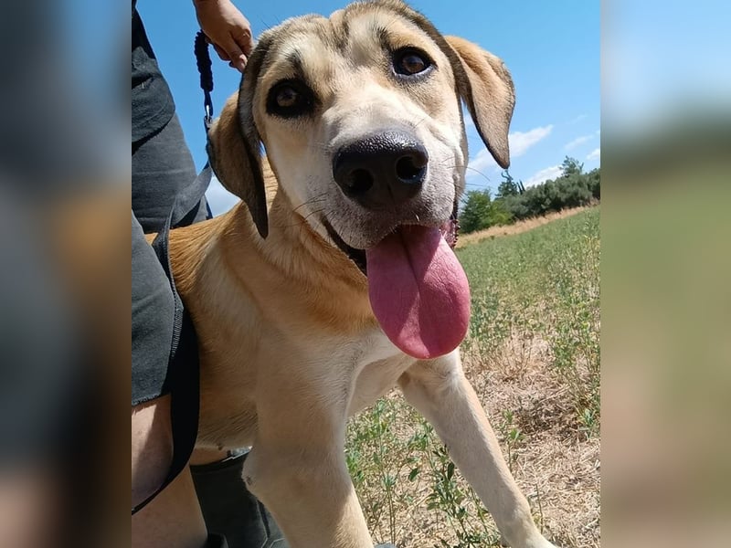 Angeliki, geb. ca. 12/2024, lebt in GRIECHENLAND, auf einer privaten Pflegestelle