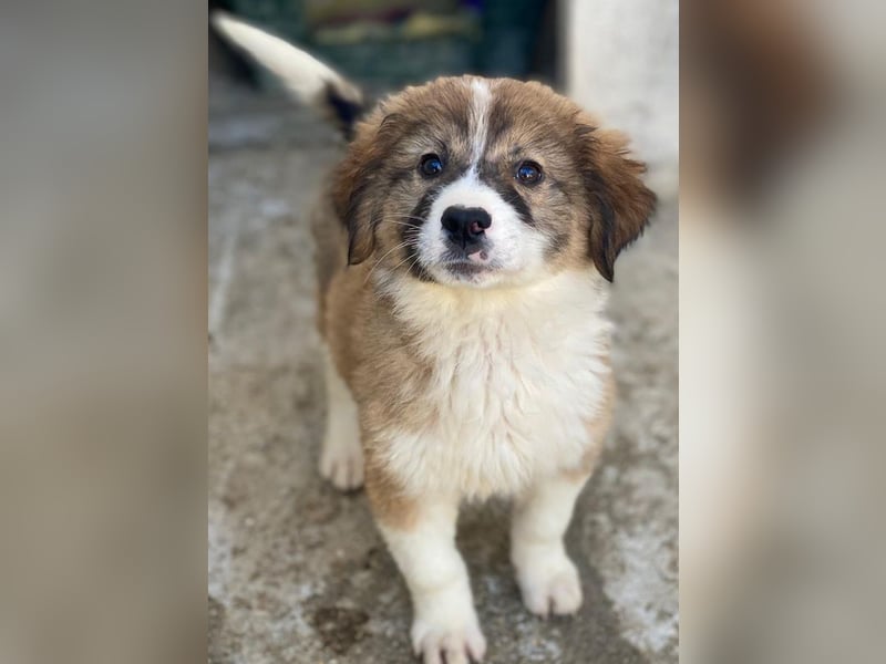 Suvi, geb. ca. 08/2025, lebt in GRIECHENLAND, im städt. Tierheim Serres