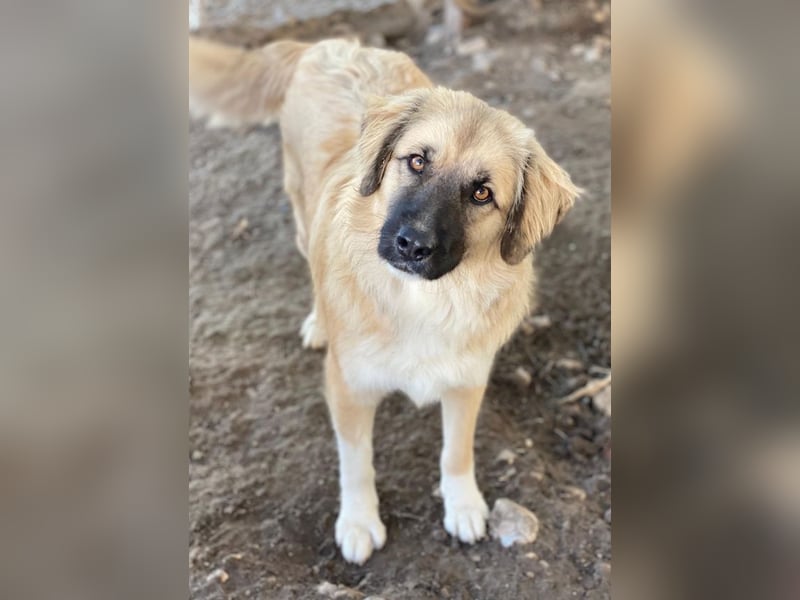 Malou, geb. ca. 04/2024, lebt in GRIECHENLAND, im städt. Tierheim Serres