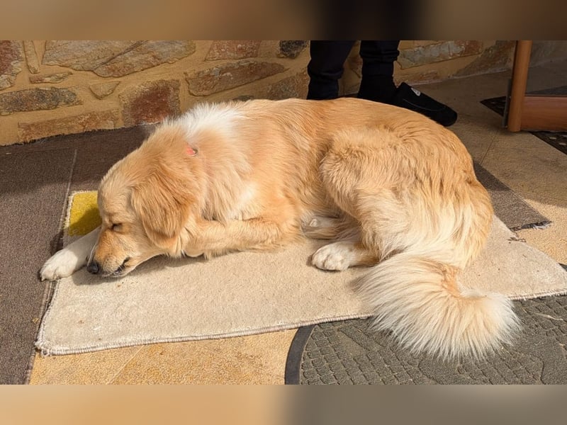 Luma, geb. ca. 12/2023, lebt in GRIECHENLAND, auf einer privaten Pflegestelle