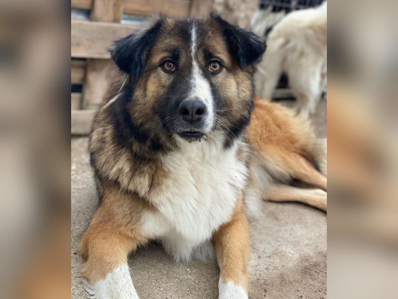 Poppi, geb. ca. 06/2021, lebt in GRIECHENLAND, im städt. Tierheim Serres