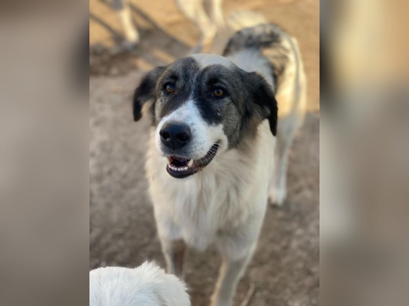 Ravli, geb. ca. 12/2024, lebt in GRIECHENLAND, im städt. Tierheim Serres