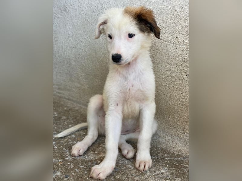 Luna, geb. ca. 07/2025, lebt in GRIECHENLAND, im städt. Tierheim Serres