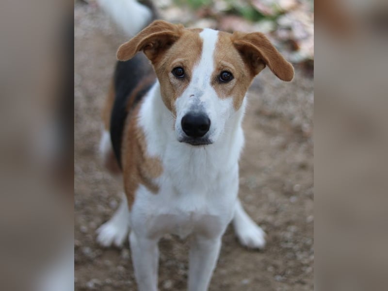 Eneas, geb. ca. 07/2023, lebt in GRIECHENLAND, im städt. Tierheim Serres