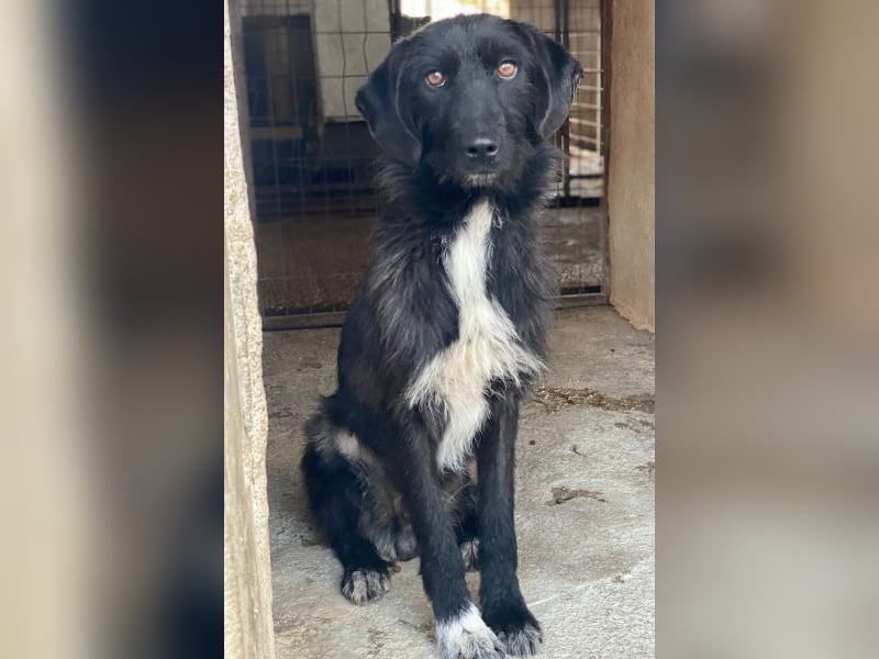 Erebus, geb. ca. 01/2025, lebt in GRIECHENLAND, im städt. Tierheim Serres