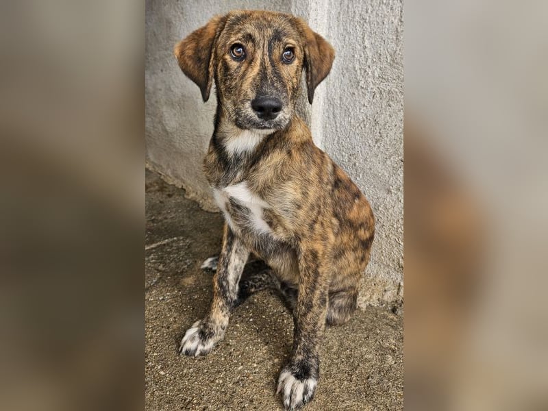 Fiyero, geb. ca. 07/2025, lebt in GRIECHENLAND, im städt. Tierheim Serres