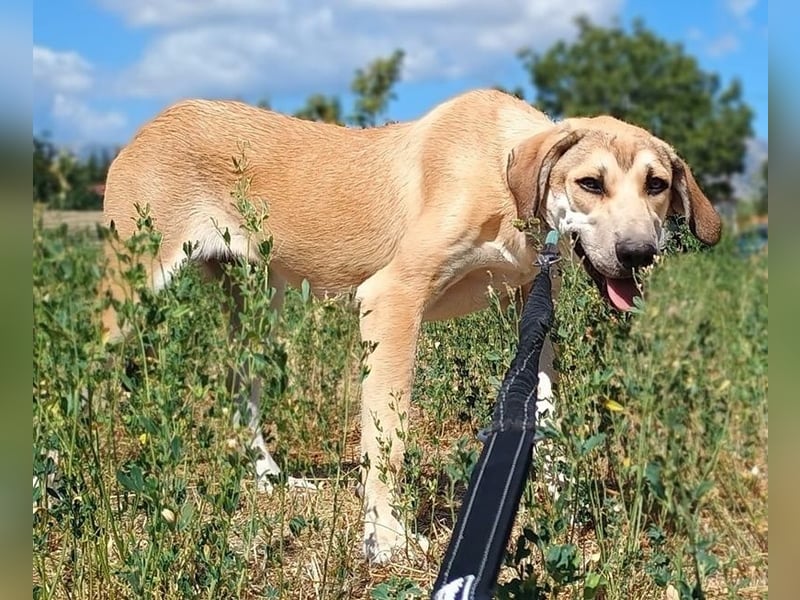 Angeliki, geb. ca. 12/2024, lebt in GRIECHENLAND, auf einer privaten Pflegestelle