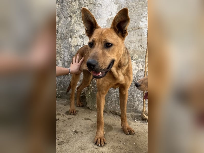 Zella, geb. ca. 03/2023, lebt auf einer Pflegestelle in 47638 Straelen