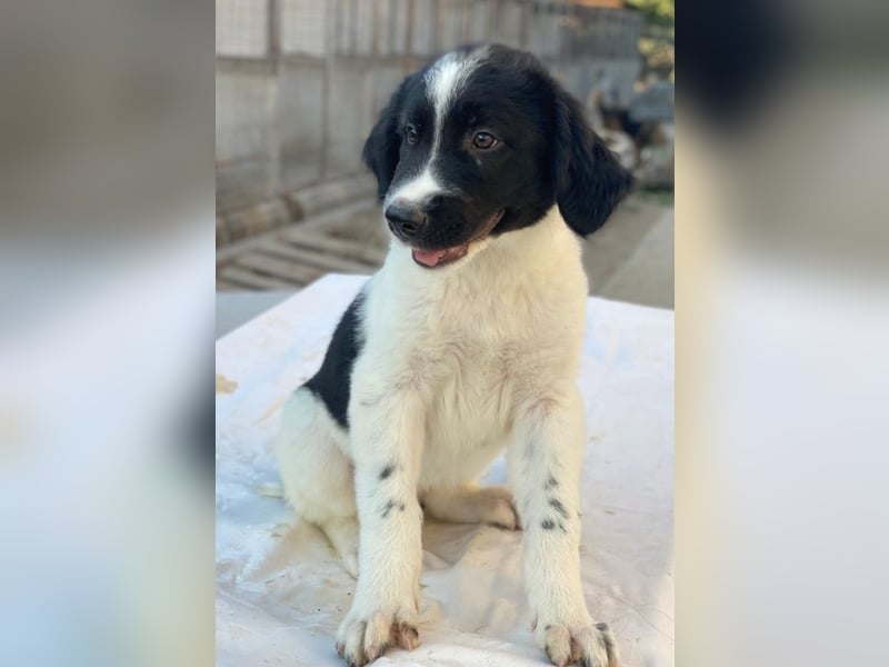 Anastasia, geb. ca. 05/2025, lebt in GRIECHENLAND, im städt. Tierheim Serres