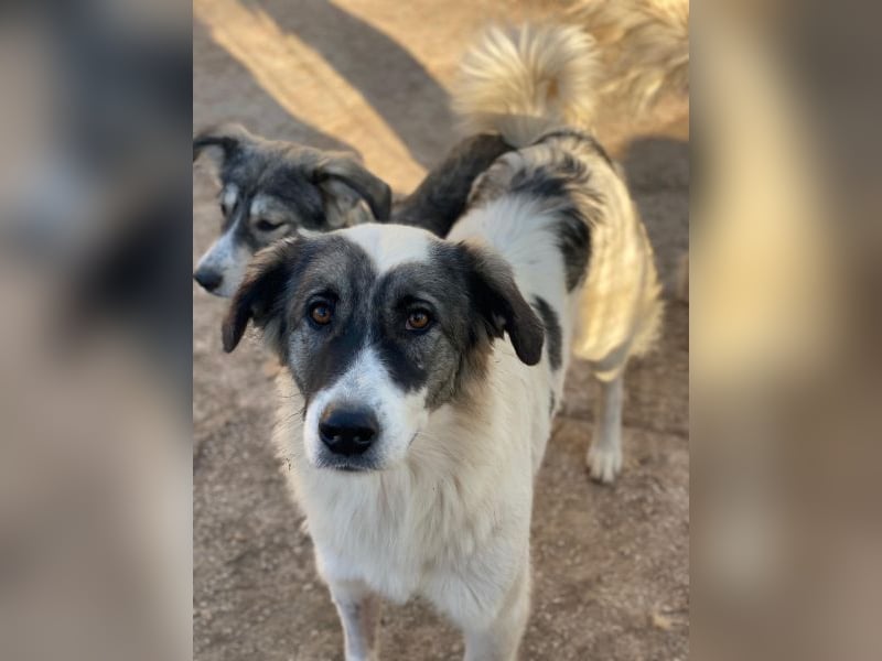 Ravli, geb. ca. 12/2024, lebt in GRIECHENLAND, im städt. Tierheim Serres