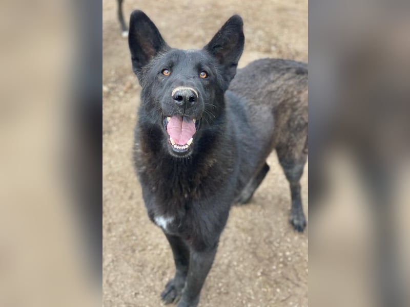 Zanders, geb. ca. 05/2023, lebt in GRIECHENLAND, im städt. Tierheim Serres