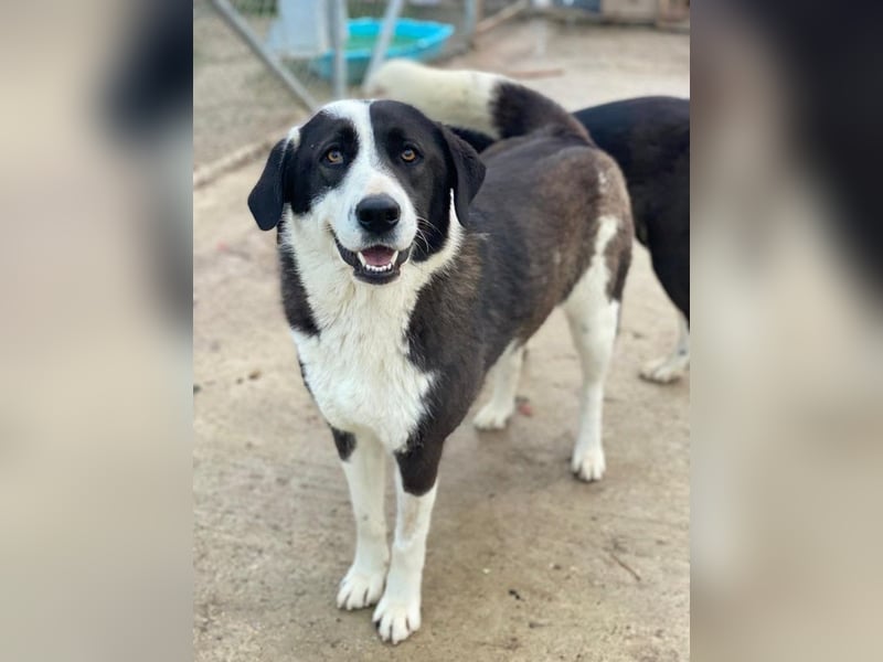 Aquata, geb. ca. 01/2023, lebt in GRIECHENLAND, im städt. Tierheim Serres