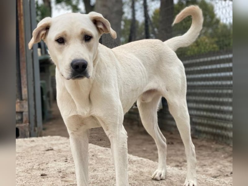 Miguel, geb. ca. 08/2024, lebt in GRIECHENLAND, im städt. Tierheim Serres Miguel, geb. ca. 08/2024, lebt in GRIECHENLAND, im städt. Tierheim Serres