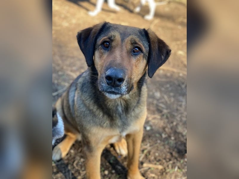 Rhea, geb. ca. 11/2021, lebt in GRIECHENLAND, auf einer privaten Pflegestelle