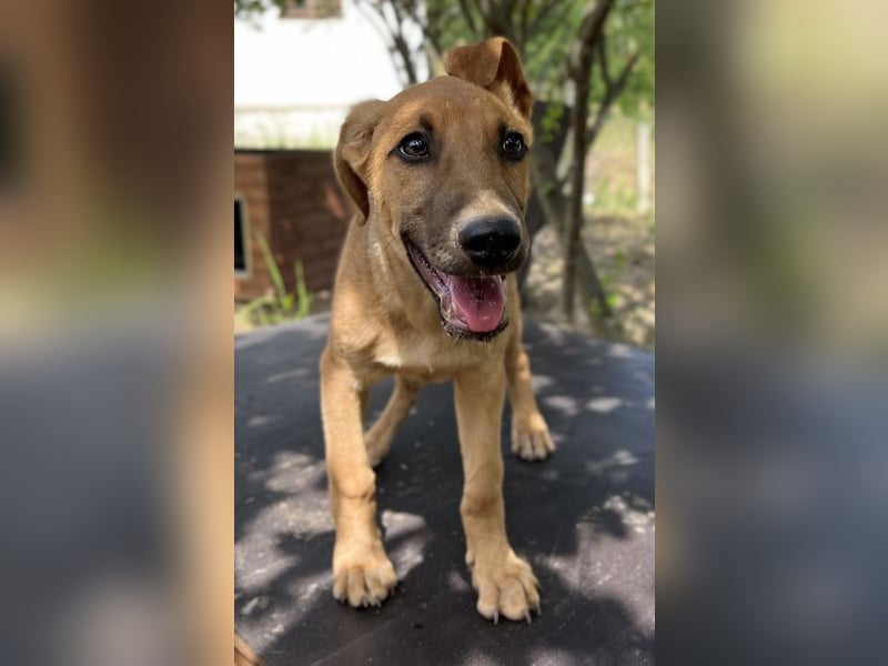 Jamie, geb. ca. 06/2022, lebt in GRIECHENLAND, auf einer privaten Pflegestelle