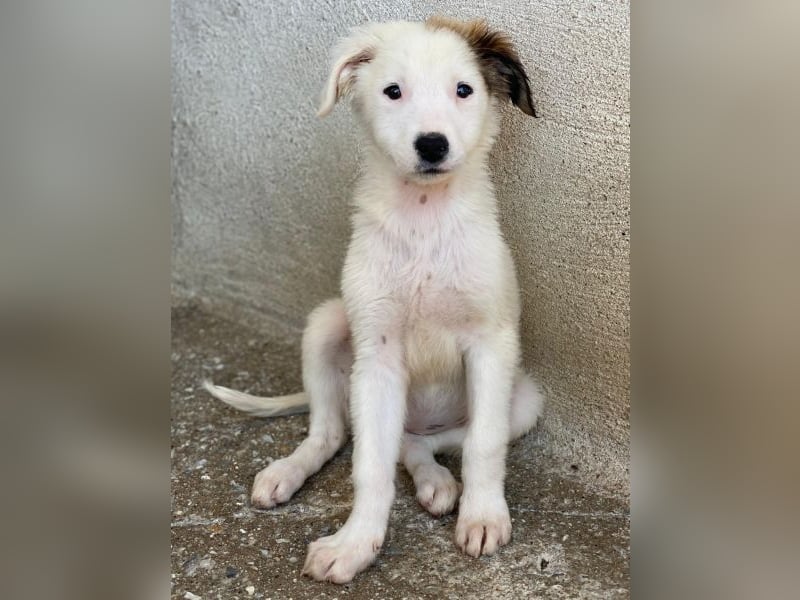 Luna, geb. ca. 07/2025, lebt in GRIECHENLAND, im städt. Tierheim Serres