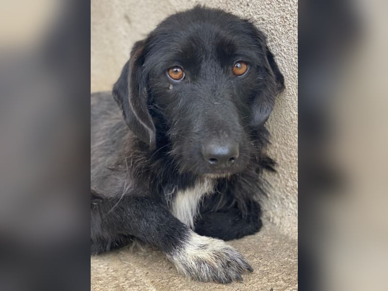 Erebus, geb. ca. 01/2025, lebt in GRIECHENLAND, im städt. Tierheim Serres