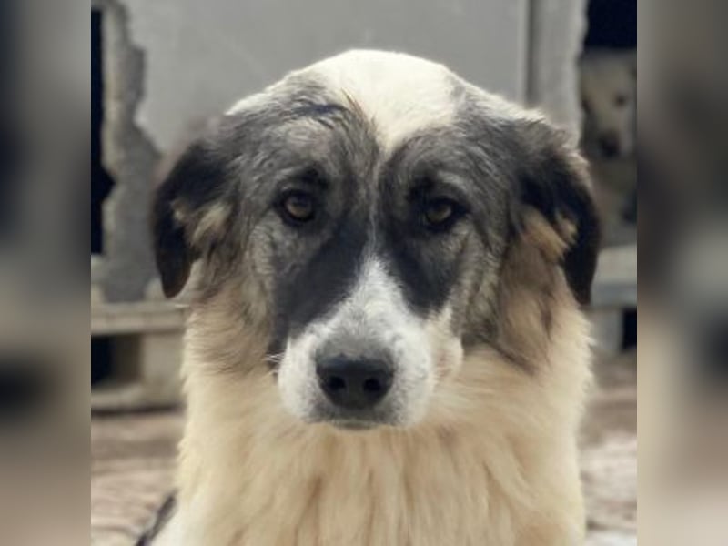 Ravli, geb. ca. 12/2024, lebt in GRIECHENLAND, im städt. Tierheim Serres